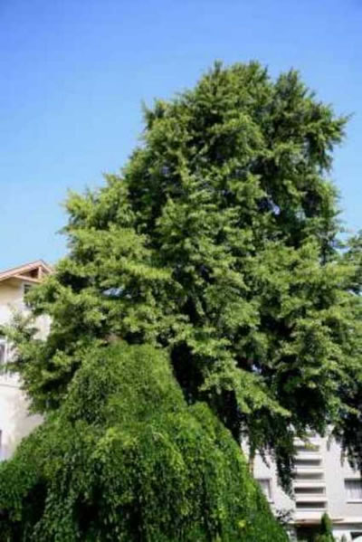 Parkhotel Gaetje Bild 7